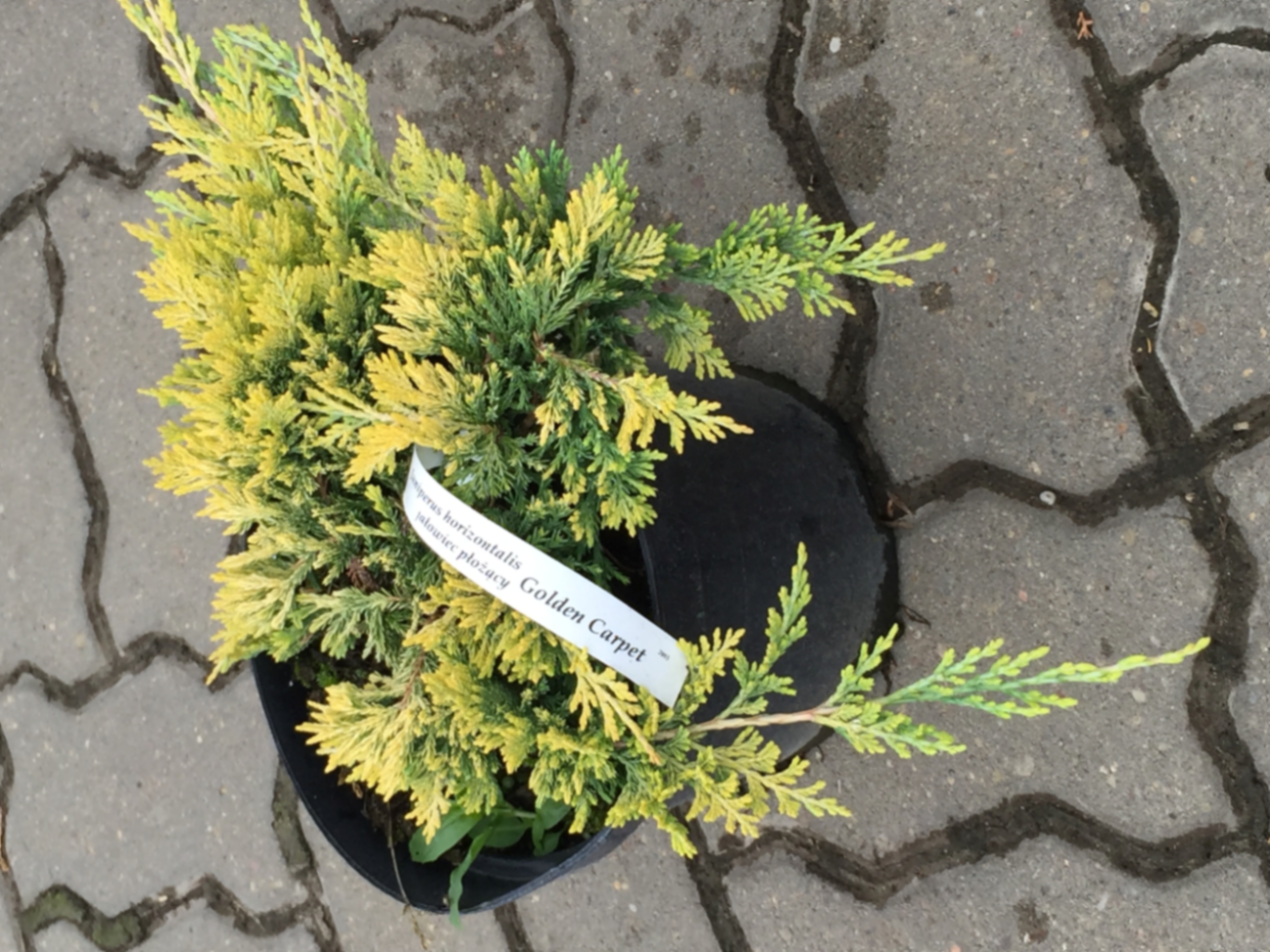 Можжевельник горизонтальный Голден Карпет